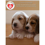 Hermosos Cachorros Beagles- Puros