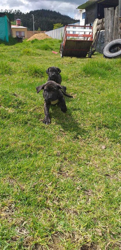 Cachorra Fila Brasilero