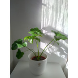 Combo Philodendron Misionero Wambe + Maceta Premium