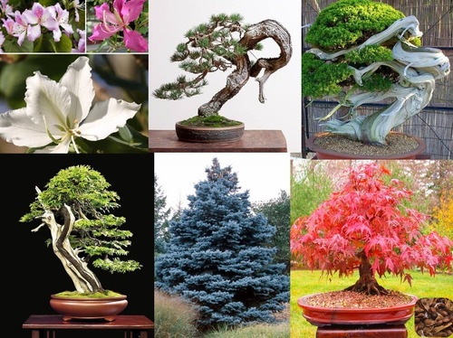 Semillas Bonsai Pinos Arce Enebro Cedro Abeto Golden Rem