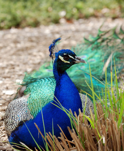 Cuadro 50x75cm Pavo Real Animal Naturaleza Peacock Color M1