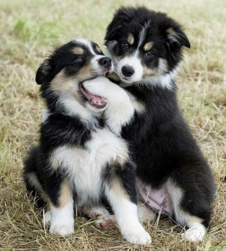 Cachorros Border Maravillosos