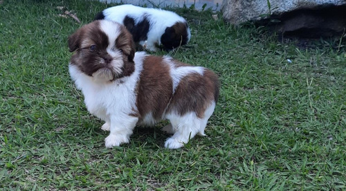 Perros Cachorros Shih Tzu Chitsu Shizu Chizu Shitzu Mini Dog