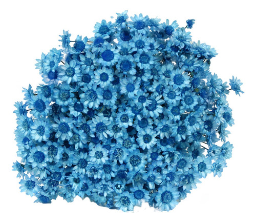 600 Sempre Viva Florzinha Azul I Flores Desidratadas