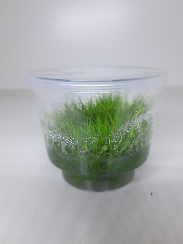 Eleocharis Minima In Vitro Aquaplante