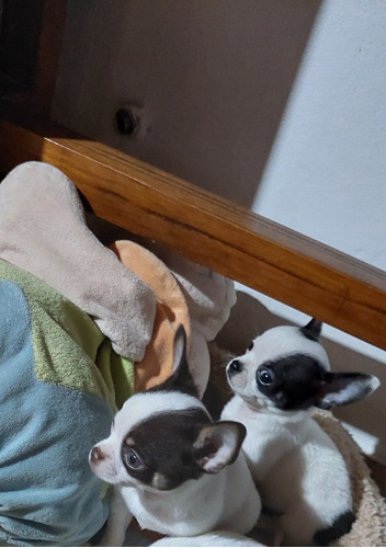 Chihuahua Con Pedigre Excelentes 