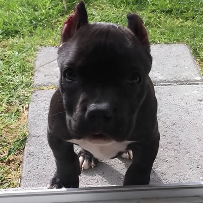 Cachorros American Bully La Mejor Calidad Nos Respalda | MercadoLibre