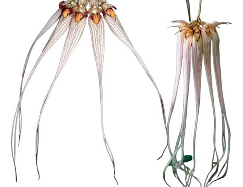 Orquidea Bulbophyllum Longissimum