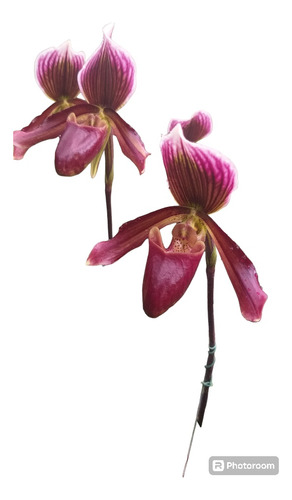 Orquídea Sapatinho 