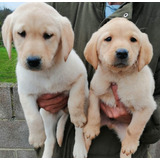 Cachorros Labrador Retriever Con Vacunas Muy Lindos 