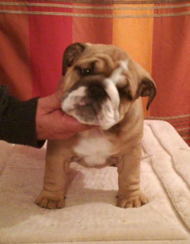 Bulldog Ingles Excelente Cachorra