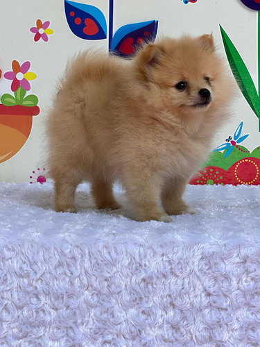 Hermosos Cachorros Pomeranias Mini Cara De Oso