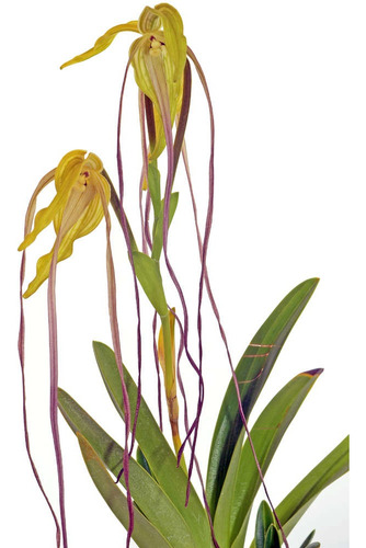 Orquídea - Phragmipedium Lindenii