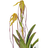 Orquídea - Phragmipedium Lindenii
