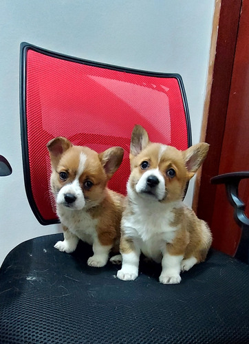 Cachorros Corgi Pembroke