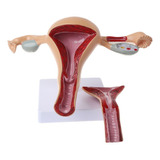 Modelo Anatômico Vagina Útero Do Órgão Reprodutor Feminino
