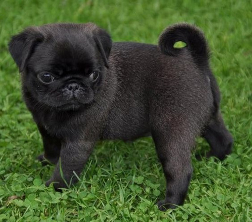 Cachorro Pug Carlino Negro 02