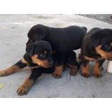 Rottweiler Cachorros Puros Listos Para Entregar 