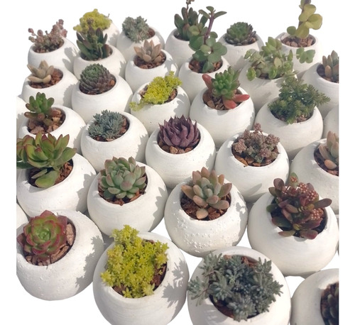 Pack 15 Plantas Variedades Con Macetero Esfera 