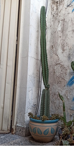 Maceta Cerámica 30cm Con Cactus Grande