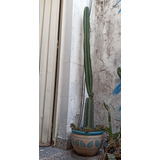 Maceta Cerámica 30cm Con Cactus Grande