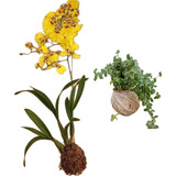 Kit 2 Kokedamas: Orquídea Chuva De Ouro + Hera Variegata