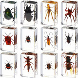 12 Piezas De Insectos En Resina, Colección De Bichos, Pisap