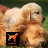 Cachorros Golden Puros 100% Con Regalito Sorpresa