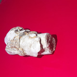 Raro Espécimen Piedra Natural Gusano Fósil 