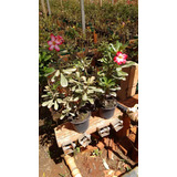 Rosa Do Deserto Kit Com 4 Plantas Adultas 