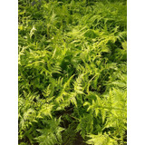 Helecho Pteris Tremula - Planta Media Sombra - Maceta 3 Lts