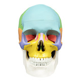 Maqueta De Calavera A Escala Real, 3 Partes Coloreadas