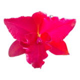 Orquídea Cattleya Vermelha #2