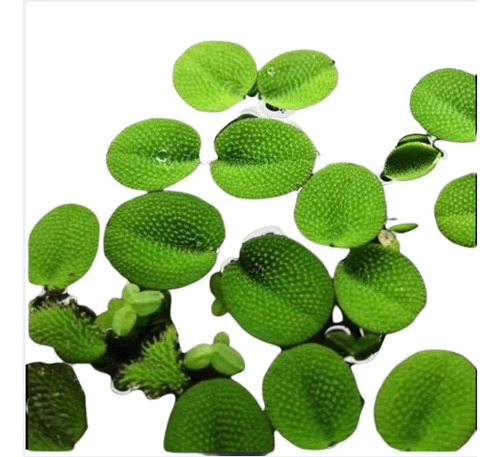 Kit 20 Salvinia Minima Planta Flutuante Aquários E Lagos