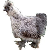 Ovos Galados Da Raça Silkie