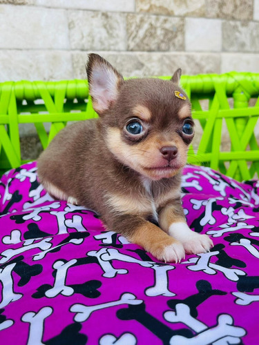 Chihuahua Femea Pelo Curto Marrom Linda