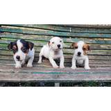 Cachorros Jack Russell