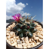 Mammillaria Magnimamma - Flor Fucsia - Cultivo En 4pulgadas