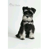 Cachorros Schnauzer Mini 02