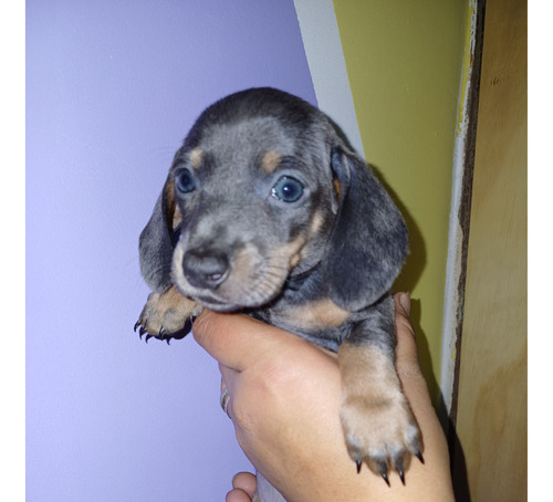 Cachorros Salchichas Dachshund Mini