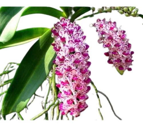 Orquídea Rhynchostylis Gigantea Spot ( Muda ) Linda