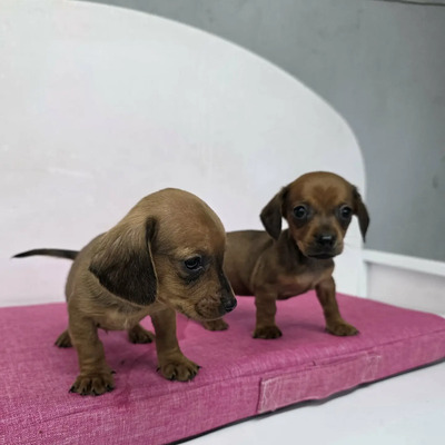 Cachorros Salchicha Mini En Oferta A Meses Sin Intereses  | Meses sin interés