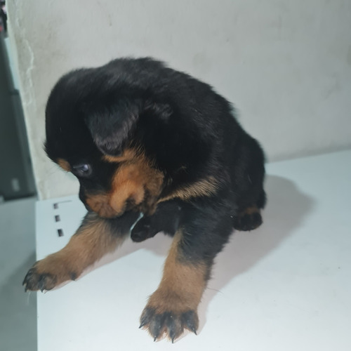 Cachorro Rottweiler 3 Meses