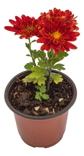 Crisantemo Oriental Rojo (chrysanthemum X Grandi.) En Maceta