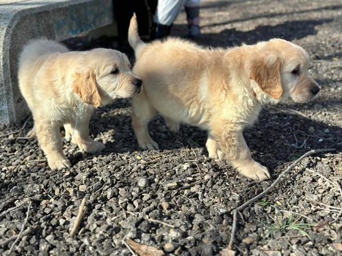 Golden Retriever Inscritos Kennel Club