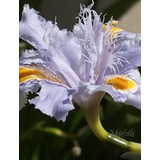 Lirio - Iris Japonaica