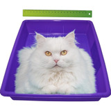 Accesorios De Higiene Arenero Para Gato Propets Color Violeta