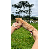 Gato Bengal Red E Brown Ambos Rosetados 