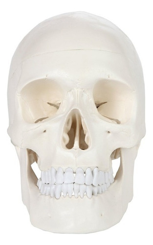 Modelo De Calavera 1:1 Cabeza Cráneo Humano Anatomía