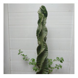 Cactus Cereus Espiralado 